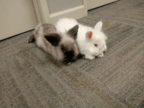 Thumper and Snowball.jpg